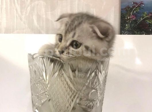 Oyuncu Yavru Scottish Kedi görsel