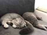 Oyuncu Yavru Scottish Kedi