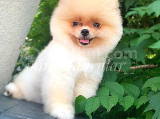 Irk Ve Sağlık Garantili Pomeranian Yavrularımız görsel