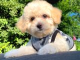 Sevi̇mli̇ Malti̇poo Yavrular