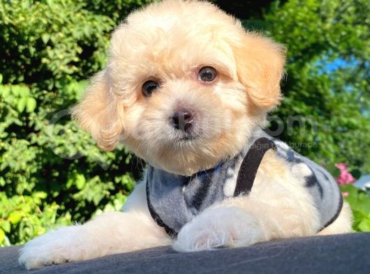 Sevi̇mli̇ Malti̇poo Yavrular görsel