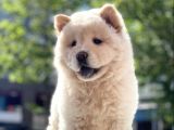 Baby Face Chow Chow Bebeğimiz