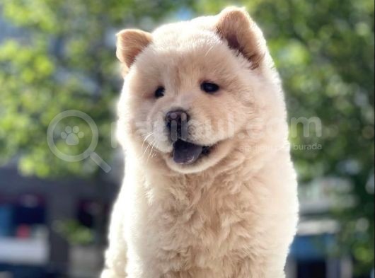 Baby Face Chow Chow Bebeğimiz görsel