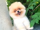 Irk Ve Sağlık Garantili Pomeranian Yavrularımız