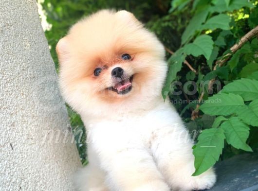 Irk Ve Sağlık Garantili Pomeranian Yavrularımız görsel