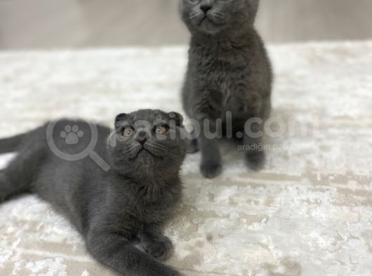 Sağlıklı British Ve Scottish Yavru Kedi görsel