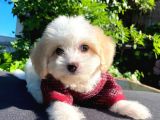 Oyuncu Malti̇poo Yavrular