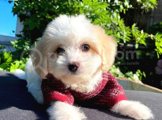 Oyuncu Malti̇poo Yavrular görsel