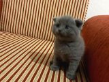 Scottish Fold Ve British Kardeşler