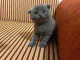 Scottish Fold Ve British Kardeşler