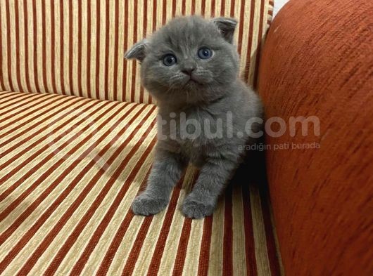 Scottish Fold Ve British Kardeşler görsel