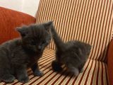 Scottish Fold Ve British Kardeşler