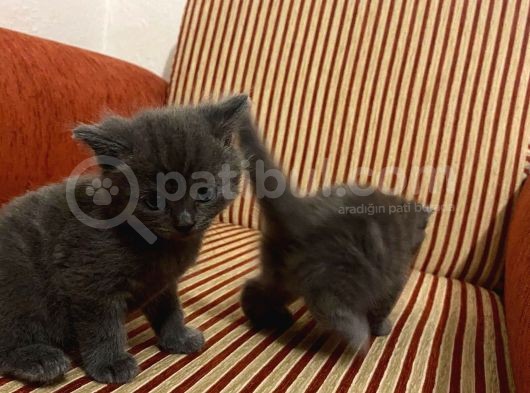 Scottish Fold Ve British Kardeşler görsel