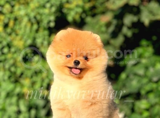 Ayıcık Surat Safkan Pomeranian Yavrumuz