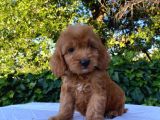 RED BROWN MALTİPOO 