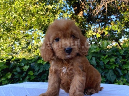 Red Brown Malti̇poo 