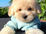 Malti̇poo Yavrular
