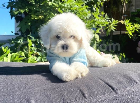 0 Numara Maltese Terri̇er Yavrular görsel