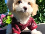 OYUNCU MALTİPOO YAVRULAR