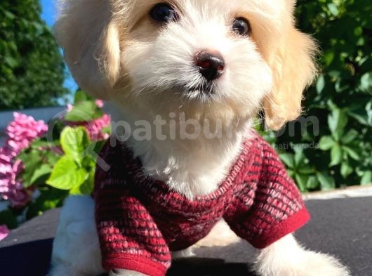 Oyuncu Malti̇poo Yavrular