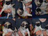 Orijinal Pug Mops Pasaportlu Ve Sağlık Garantili