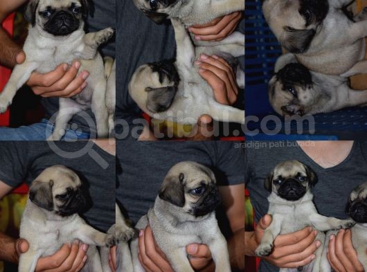 Orijinal Pug Mops Pasaportlu Ve Sağlık Garantili görsel