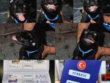Orijinal Pug Mops Pasaportlu Ve Sağlık Garantili