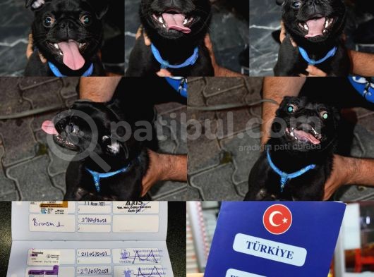Orijinal Pug Mops Pasaportlu Ve Sağlık Garantili görsel