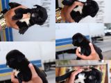 Orijinal Pug Mops Pasaportlu Ve Sağlık Garantili