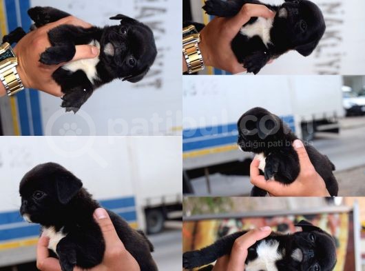 Orijinal Pug Mops Pasaportlu Ve Sağlık Garantili görsel