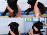 Orijinal Pug Mops Pasaportlu Ve Sağlık Garantili