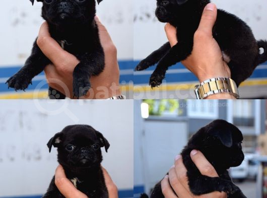 Orijinal Pug Mops Pasaportlu Ve Sağlık Garantili görsel