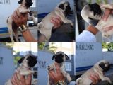 Orijinal Pug Mops Pasaportlu Ve Sağlık Garantili
