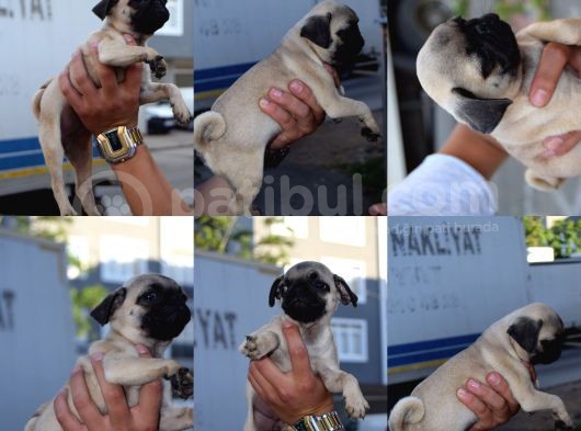 Orijinal Pug Mops Pasaportlu Ve Sağlık Garantili görsel