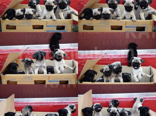Orijinal Pug Mops Pasaportlu Ve Sağlık Garantili görsel