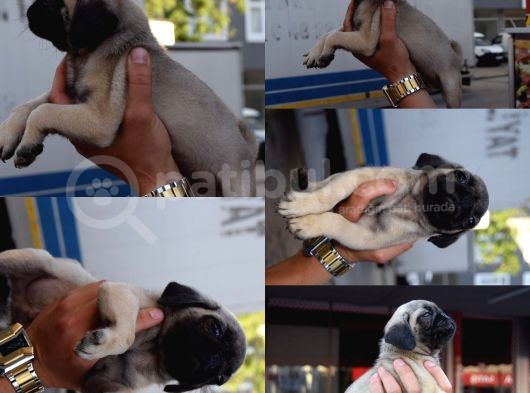 Orijinal Pug Mops Pasaportlu Ve Sağlık Garantili