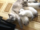 British Shorthair Blue Point Bebekler