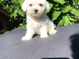 Sevi̇mli̇ Teacup Maltese Terri̇er Yavrular