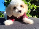 Oyuncu Malti̇poo Yavrular