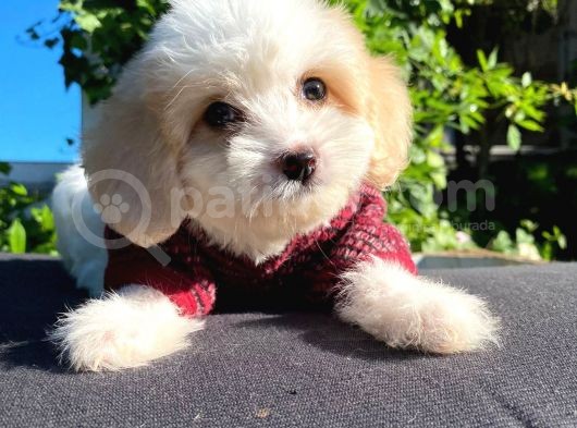 Oyuncu Malti̇poo Yavrular görsel
