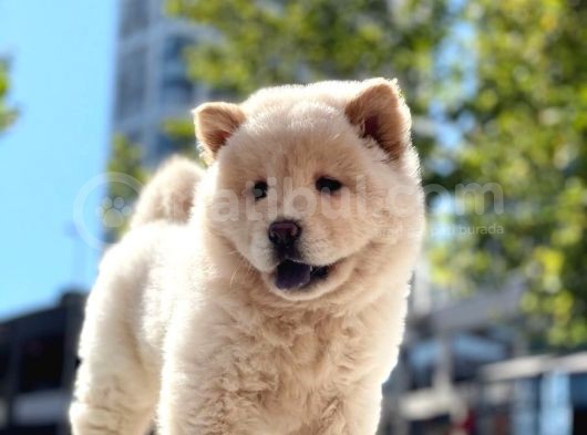 Baby Face Chow Chow Bebeğimiz