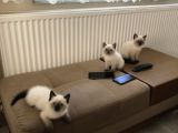 British Shorthair Blue Point Bebekler