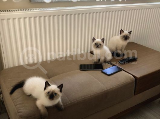 British Shorthair Blue Point Bebekler görsel