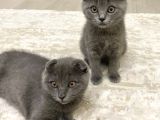 Sağlıklı British Ve Scottish Yavru Kedi