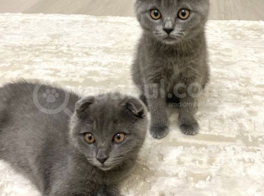 Sağlıklı British Ve Scottish Yavru Kedi görsel