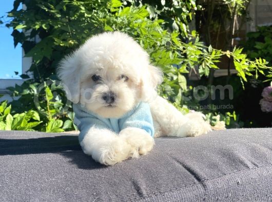 0 Numara Maltese Terri̇er Yavrular görsel
