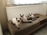 British Shorthair Blue Point Bebekler
