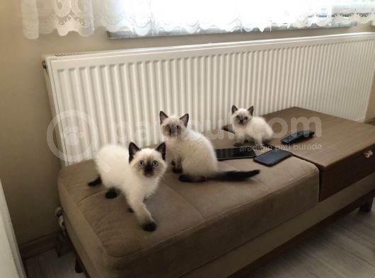 British Shorthair Blue Point Bebekler görsel