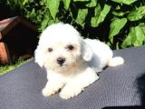 Sevi̇mli̇ Teacup Maltese Terri̇er Yavrular