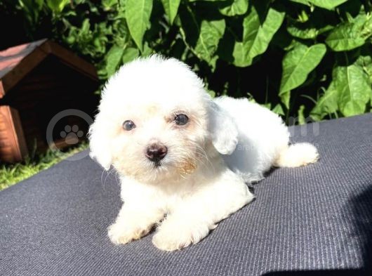 Sevi̇mli̇ Teacup Maltese Terri̇er Yavrular görsel
